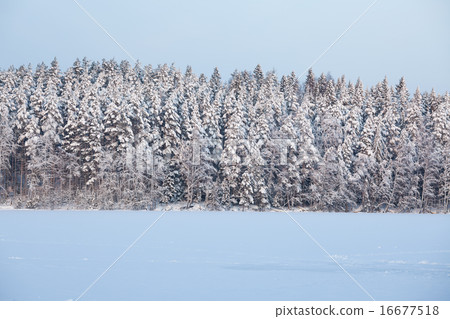 View of snowy forest at winter View of snowy forest at winter 16677518