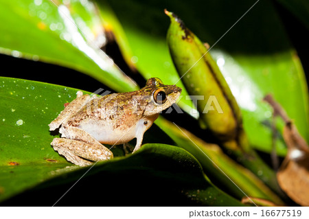 Small frog at big leaf in rainforest Small frog at big leaf in rainforest 16677519