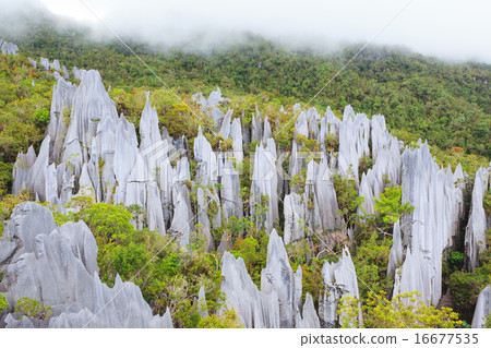 Limestone pinnacles at gunung mulu national park 16677535