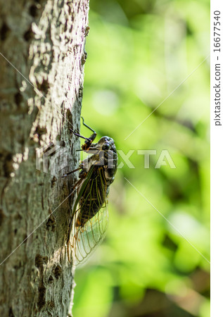 熊吮吸汁液 16677540