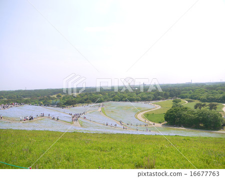 日立海濱公園的Nemophila 16677763