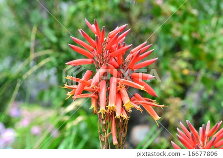 多汁植物花 16677806