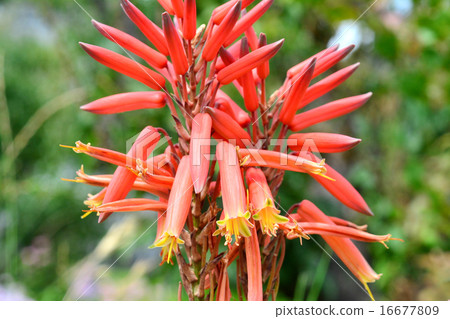 多汁植物花 多汁植物花 16677809