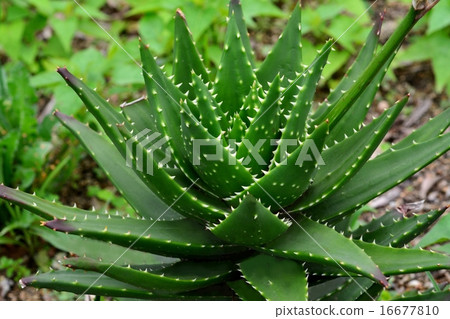 多汁植物花 多汁植物花 16677810