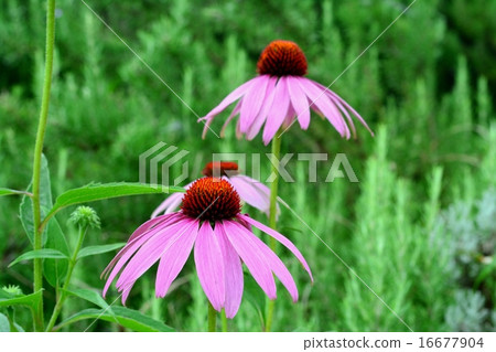 Herb flowers Herb flowers 16677904