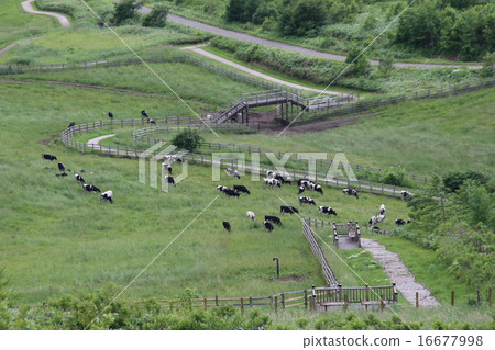 北海道牧場 北海道牧場 16677998