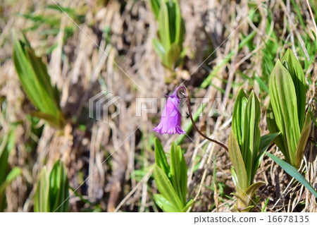 Alpine Soldanelle found in Muotas Murayu 16678135