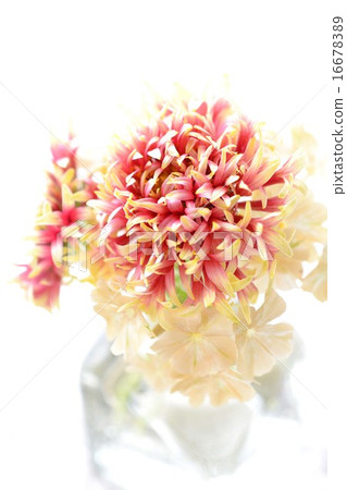 Gailarudia and Phlox 16678389