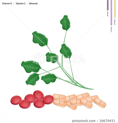 Green Watercress with Vitamin K and C 16678431
