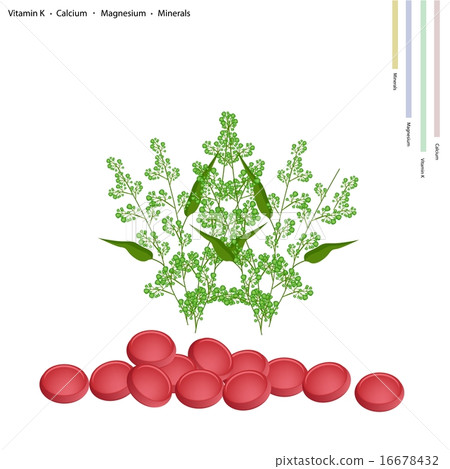 Fresh Neem with Vitamin K, Calcium and Magnesium Fresh Neem with Vitamin K, Calcium and Magnesium 16678432