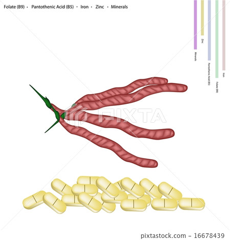 Kidney Bean Pods with Vitamin B9 and B5 16678439