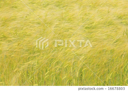 Wheat field swaying in Kamifurano-cho like Hokkaido 16678803
