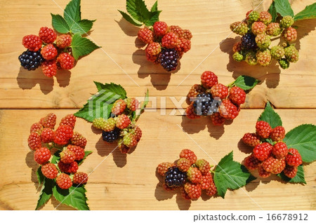 Lots of blackberries Lots of blackberries 16678912
