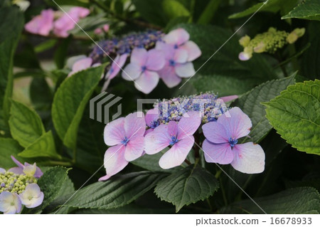 hydrangea hydrangea 16678933