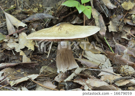 Nakagro Molino Casa 16679059