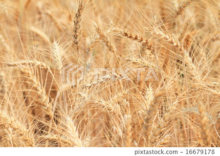 Golden wheat field and sunny day Golden wheat field and sunny day 16679178