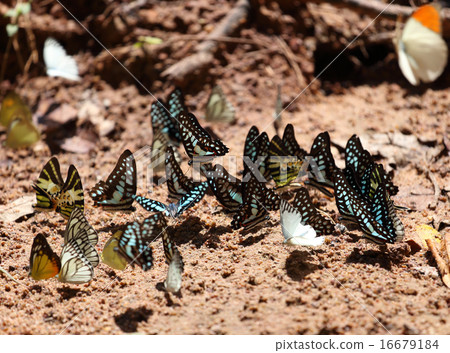 Group of butterfly on the ground Group of butterfly on the ground 16679184