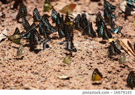 Group of  butterfly on the ground 16679185
