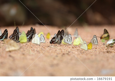 Group of  butterfly on the ground 16679191