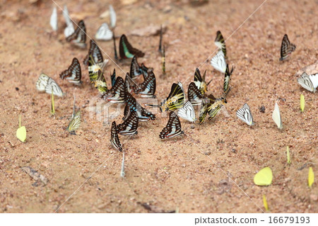Group of  butterfly on the ground 16679193