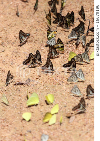 Group of  butterfly on the ground 16679196