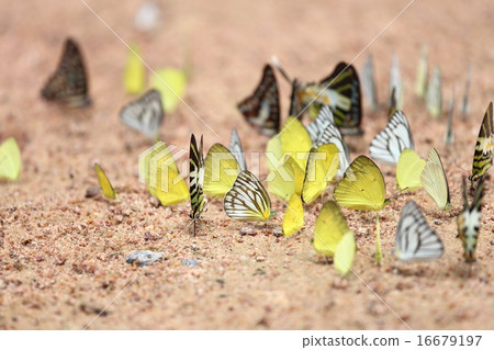 Group of  butterfly on the ground 16679197