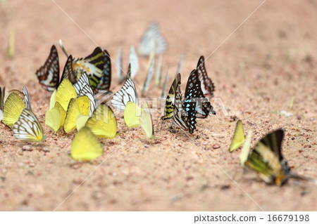 Group of  butterfly on the ground 16679198