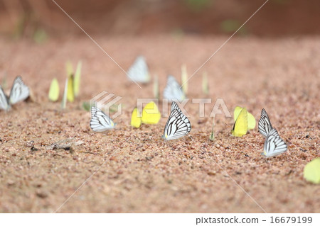 Group of  butterfly on the ground 16679199