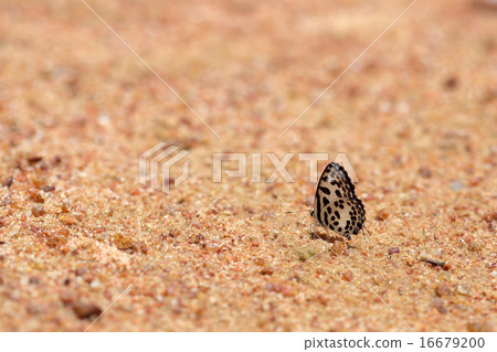 Common Pierrot (Castalius rosimon) butterfly 16679200