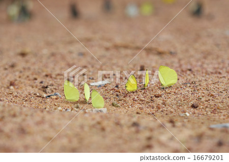 Small Grass Yellow (Eurema brigitta) butterfly 16679201