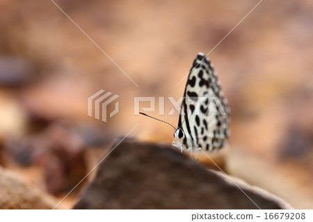Common Pierrot (Castalius rosimon) butterfly 16679208