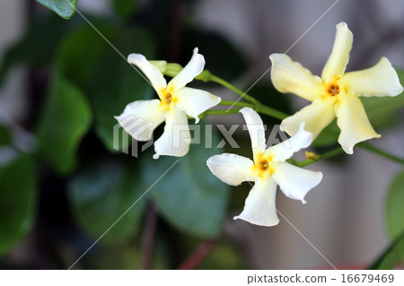 絡變種黃龍病。媒介中井 16679469