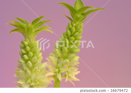 菠蘿百合 菠蘿百合 16679472