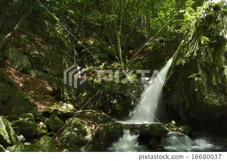 古谷谷信州乙女瀑布 古谷谷信州乙女瀑布 16680037