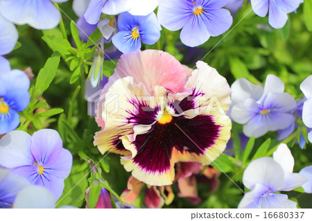 Pansy 16680337