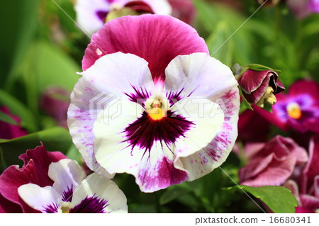Pansy 16680341