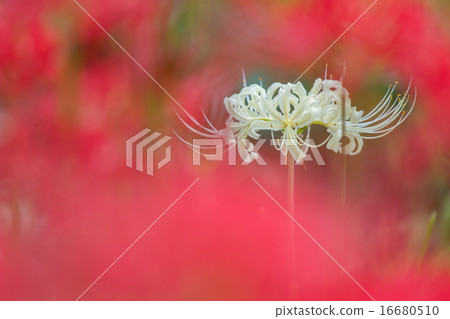 白色簇狀孤挺花 白色簇狀孤挺花 16680510