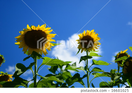 Midsummer Sunflower Midsummer Sunflower 16681025