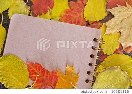 autumn background autumn background 16681116