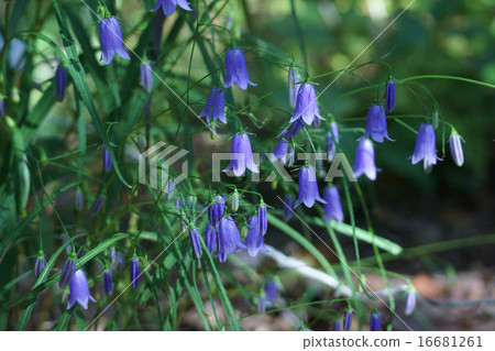 I'm Mr. Iwashajin. 16681261