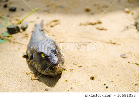 The blowjob that was launched 16681858