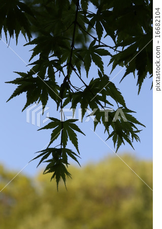 Maple Maple 16682104