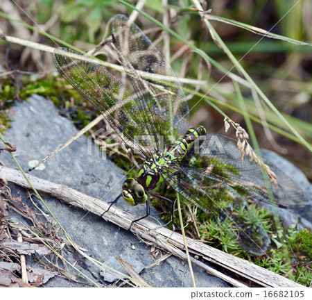 dragon fly 16682105
