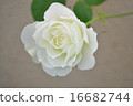 White rose 1 16682744