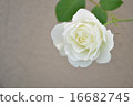 White rose 2 16682745