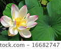 Lotus 1 16682747