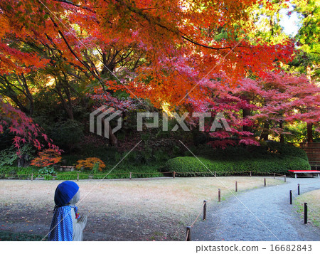 Jizo先生看著秋天的落葉 16682843