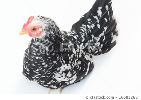 Female white back of a stone chico 16683268