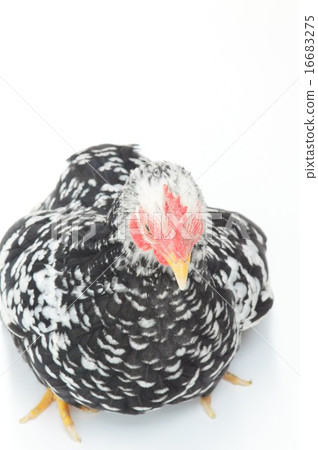 Female white back of a stone chico 16683275