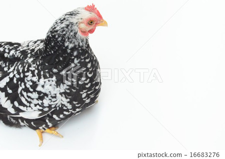 Female white back of a stone chico 16683276